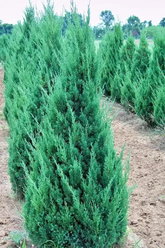 Miniatura 2 de Florida Foliage Blue Point Juniper 20 árboles vivos Juniperus Chinensis Plantas de hoja perenne de bajo mantenimiento tolerantes a la sequía