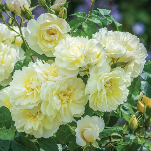 Miniatura 2 de Heirloom Roses Yellow Rose Bush - Planta de rosas Imogen David Austin para plantar al aire libre