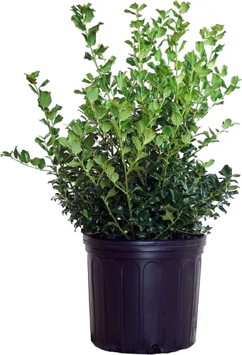 Miniatura 8 de Ganadores probados - Ilex x meserveae Castle Spire (Acebo) Evergreen, 3 - Contenedor