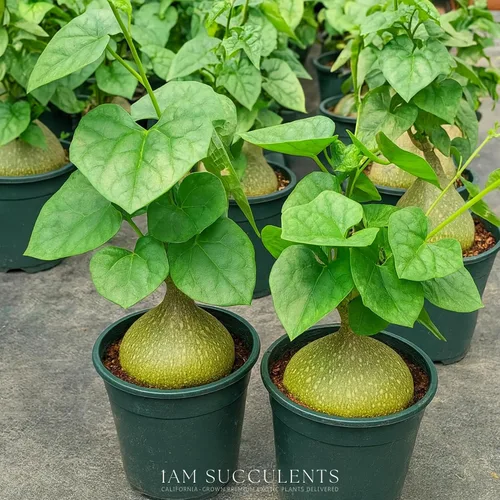 Miniatura 5 de Live Gerrardanthus Macrorhizus - Planta suculenta Caudex rara - 3 a 4 pulgadas de alto - Planta única de coleccionista para interiores y exteriores