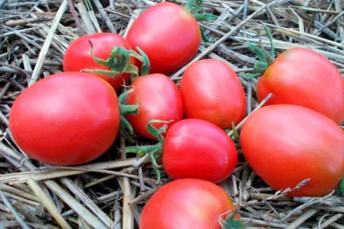Miniatura 2 de Semillas de tomate rosa De-Barao Determinar vegetales no transgénicos para plantar