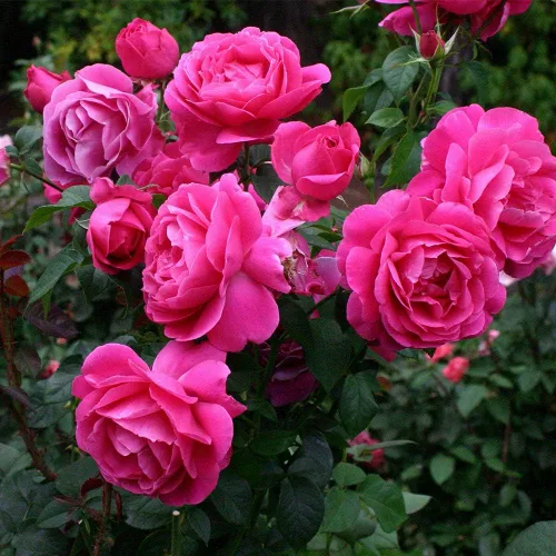 Rosas de té híbridas Heirloom, Planta de raíz propia viva para jardín al aire libre, Grande Dame™, Zonas de rusticidad muy fragantes: 6-10,