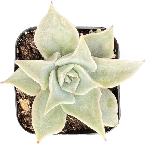 Miniatura 11 de Sprout N Green Echeveria 'Baekya', planta suculenta viva de 'White Night' totalmente enraizada en maceta de 2 pulgadas, decoración de boda