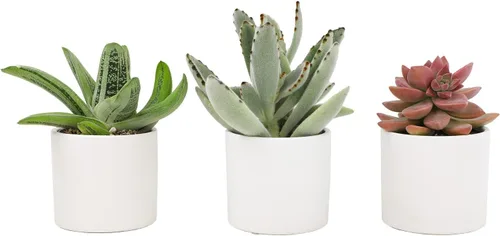 Plants for Pets Suculentas (paquete de 3), plantas suculentas vivas en macetas blancas, mini plantas suculentas, regalos únicos de jardinería para