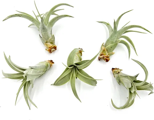 Miniatura 9 de ragnaroc Air Plants - Tillandsia Xerographica Pups, grandes 4-6 pulgadas, 2 unidades, llegada en vivo garantizada, plantas