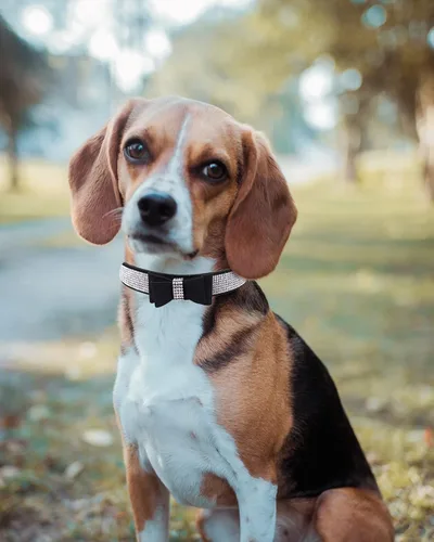 Miniatura 5 de Collar brillante para perros pequeños, medianos y grandes, collares de perro con corona de diamantes de imitación para perras y perros machos, Rosa3