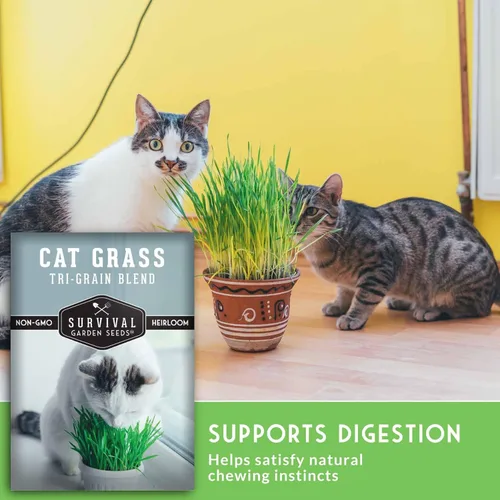 Miniatura 4 de Semillas de hierba para gatos para plantar, 2 paquetes con instrucciones para plantar y cultivar verduras para tu mascota en interiores o exteriores