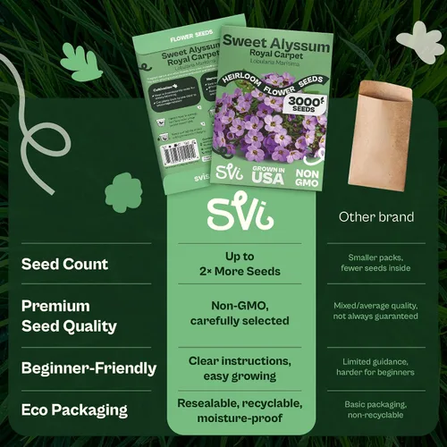 Miniatura 6 de SVI 3000 semillas Royal Carpet Sweet Alyssum (Lobularia maritima) – Paquetes de semillas de flores de Alyssum Sweet Alyssum a granel, cobertura
