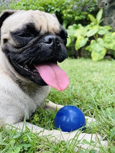 Miniatura 7 de SuperChewer - Pelota de juguete resistente para perros, reemplazo de por vida, goma natural fuerte, gran juguete para buscar perros, juguetes