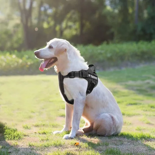 Miniatura 3 de Arnés para perro con nombre personalizado con parche personalizado, chaleco para mascotas sin tirones, fácil control para entrenamiento de caminatas