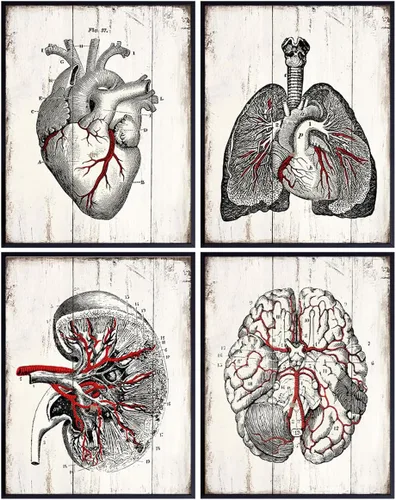 Medical Anatomy – Juego de placas de arte de pared de órganos humanos vintage – Impresiones de fotos Shabby Chic para clínica médica, oficina de Dr.