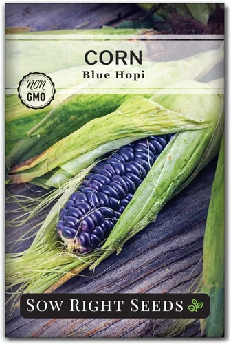 Sow Right Seeds - Semilla de Maíz Azul Hopi para plantar - Paquete de reliquia sin OMG con instrucciones para plantar y cultivar un jardín de