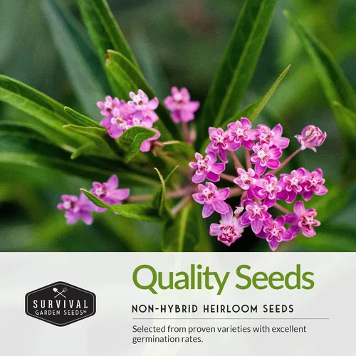 Miniatura 3 de Semillas de algodoncillo para plantar - Lechoncillo de mariposa, común y pantano (rosa) para mariposas monarca y jardines polinizadores - Flores