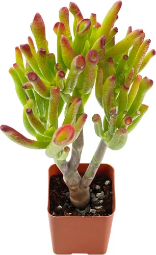 Miniatura 6 de Plantas suculentas vivas de 2 pulgadas, cactus con cono de pino, mini suculentas en maceta, planta de interior de fácil cuidado, regalos únicos