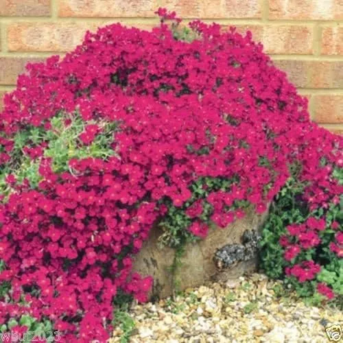 Miniatura 2 de 300 semillas Aubrieta – rojo cascada – semillas de flores, perennes, resistentes a ciervos