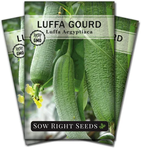Miniatura 8 de Sow Right Seeds - Semilla de calabaza Luffa para plantar - Paquete de reliquia sin OMG con instrucciones para plantar un huerto casero - Cultiva tu
