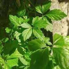50 semillas de pentaphyllum de Gynostemma, semillas de Jiaogulan