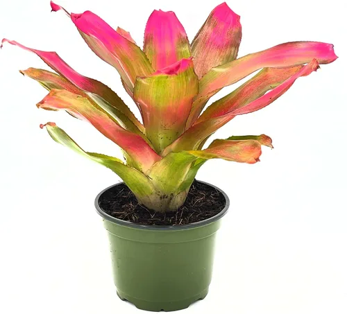 Miniatura 12 de ragnaroc Plantas Vivas – Bromelia Neoregelia Dragon, 8-12" en Maceta de 6" - 1ct - Llegada Viva Garantizada - Plantas de Casa para Decoración