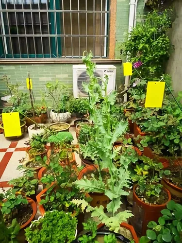 Miniatura 8 de Trapro trampas adhesivas amarillas para insectos voladores, para mosquitos de los hongos, áfidos, moscas blancas, minadores, arañuelas y otros