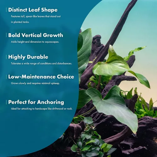 Miniatura 6 de SubstrateSource Plantas vivas – Anubias Hastifolia (Anubias hastifolia) – Luz baja a moderada, hojas en forma de flecha de color verde medio a