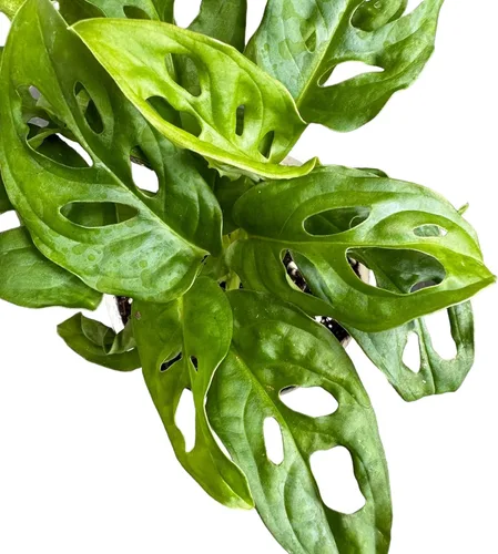 Miniatura 4 de Planta de queso suizo Monstera Adansonii, declaración única y hermosa en cualquier espacio, pulgares verdes hacia arriba y los favoritos