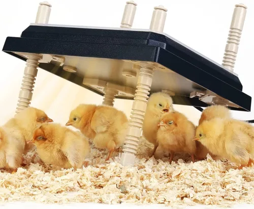 Miniatura 9 de Calentador de criador para pollitos: placa calefactora de pollos con placa de fácil limpieza, calentador de gallinero para aves de corral