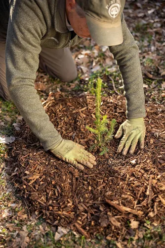 Miniatura 3 de Plántulas de pino Ponderosa en maceta para plantar 6"-12" Arbor Day Foundation