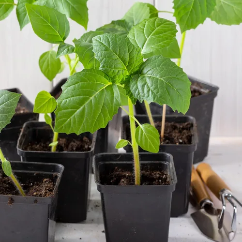 Miniatura 2 de Seed Needs Semillas de tomatillo para plantar tomatillos Grande Rio Verde, reliquia sin OMG y sin tratar, cultiva un huerto al aire libre cultivado