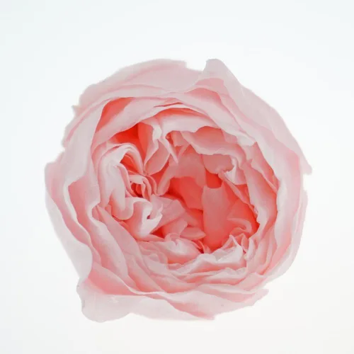 Miniatura 8 de Cabeza de flor fresca preservada de rosas Austin, 1.6-2 pulgadas cada una, 8 piezas