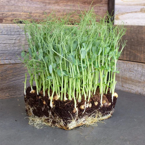 Miniatura 7 de Organic Garden - Semillas de guisantes amarillos – 1 libra ~ 2,000 semillas – Semillas de guisantes amarillos sin OMG para brotes de guisantes