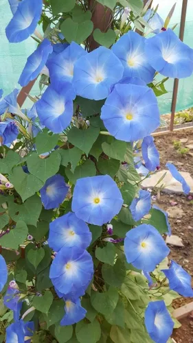 TomorrowSeeds - Heavenly Blue Morning Glory Seeds - 1/2 Pound ~ 7,500+ Count - for 2026 Planting USA Garden Flower Vine Tropical Moon Clarke Plant