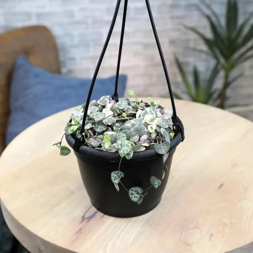 Miniatura 5 de Cesta colgante de cadena de corazones abigarrados, Ceropegia linearis Woodii, cadena de corazones, plantas suculentas vivas, plantas