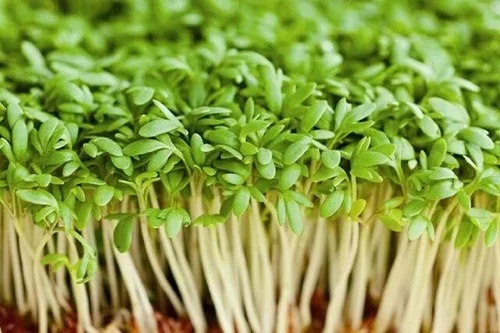 Miniatura 2 de Semilla de berro rizado de tierras altas, brotes, reliquia, 100 semillas, hoja ancha, micro verdes