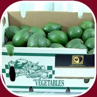 Miniatura 2 de 15 Aguacates Hass frescos de California.