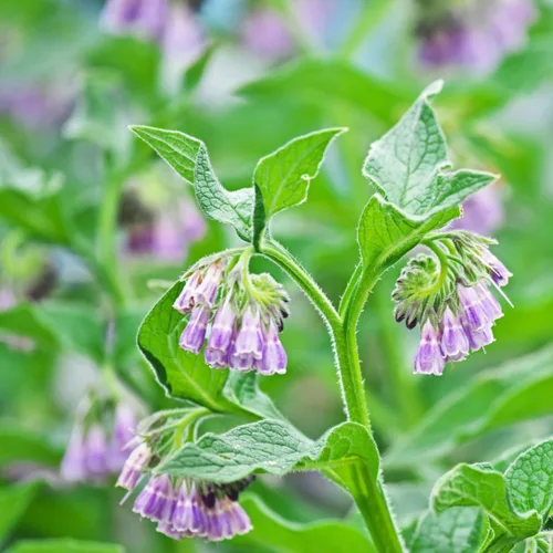 Miniatura 2 de Más de 80 semillas de semillas Symphytum Officinale de consuelda para plantar hierbas tradicionales sin OMG en el jardín de tu hogar