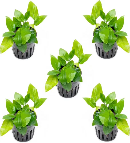 Miniatura 62 de SubstrateSource Plantas vivas – Anubias Hastifolia (Anubias hastifolia) – Luz baja a moderada, hojas en forma de flecha de color verde medio a