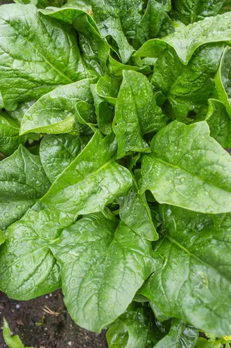 Miniatura 3 de Burpee A La Carte Hybrid Spinach Seeds 300 semillas