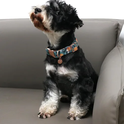 Miniatura 5 de Peach - Collar de algodón de verano para perro con hebilla de metal, collar de regalo para niñas o niños pequeños, medianos y grandes, lindos