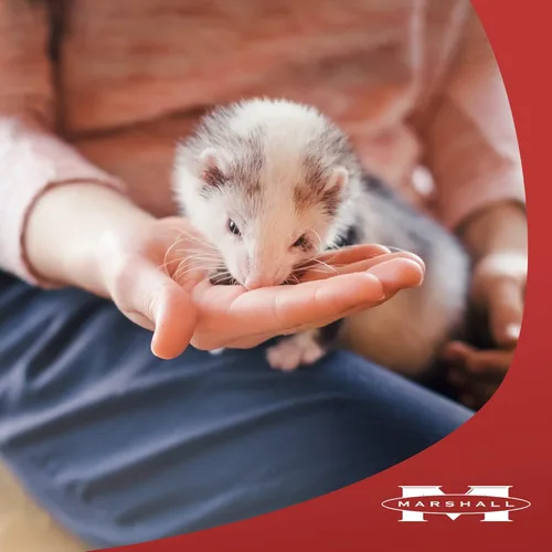 Miniatura 4 de Marshall Ferret Lax - Remedio de bola de pelo y obstrucción para hurones, 3 onzas