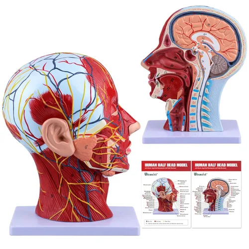 Ultrassist Modelo anatómico humano de media cabeza con detalles neurovasculares y musculares superficiales, cabeza de Asaro y anatomía cerebral de