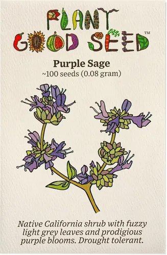 Miniatura 11 de Plant Good Seed Semillas orgánicas de salvia clara para plantar: hierba para cosméticos, flores moradas fragantes - Paquete de 50 semillas