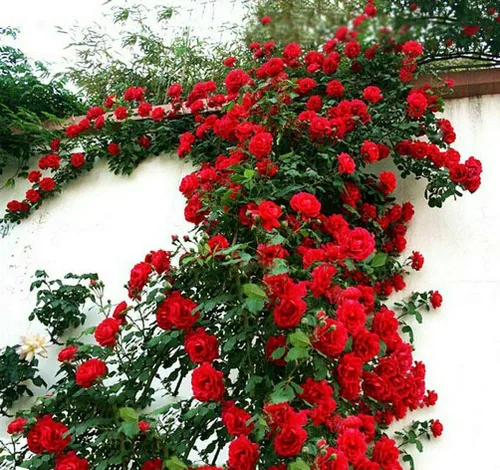 Miniatura 6 de Más de 100 semillas de rosas rojas trepadoras para plantar al aire libre, flores ornamentales trepadoras, arbustos de rosa, trepador de vid de larga