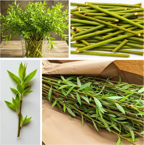 Miniatura 4 de Plantas híbridas de sauce para cultivo Fila de setos de privacidad rápida, bloque de viento, sombra Crecimiento rápido - 12 pies por año