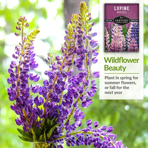 Miniatura 4 de Survival Garden Seeds - Semilla de altramuz Russell para plantar - Paquete con instrucciones para plantar y cultivar flores silvestres al aire libre