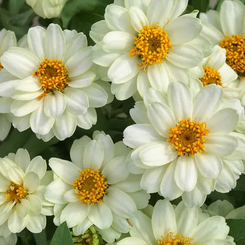 Miniatura 78 de Eden Brothers - Semillas de zinnia, cactus con flores, sin OMG, plantar en primavera, paquete, flores de bajo mantenimiento, zonas 3, 4, 5, 6, 7, 8