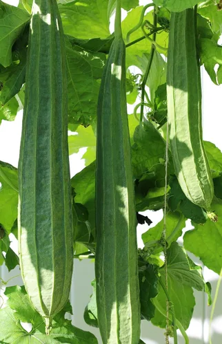 Miniatura 4 de Más de 30 semillas de calabaza de Luffa para plantar calabazas de esponja de lufa, sin OMG, reliquia trepadora, vegetales, vegetales cultivados