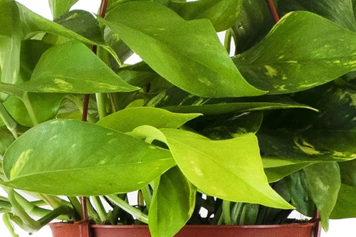 Miniatura 2 de Shop Succulents - Árbol de goma ficus borgoña vivo, purificador de aire, seleccionado a mano, planta de interior para el hogar en maceta de 6 Pothos