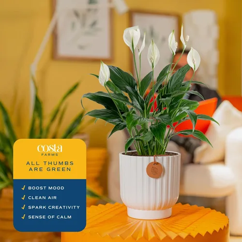 Miniatura 4 de Costa Farms Peace Lily - Planta viva en maceta decorativa, planta de interior purificadora de aire, perfecta para decoración del hogar, habitación u