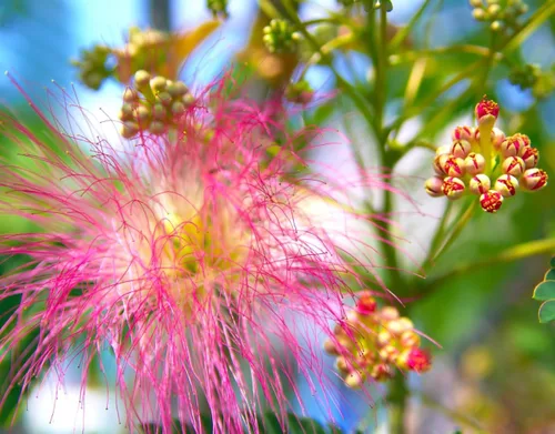Albizia julibrissin Rosea Árbol de Seda Persa Rosa 30 Semillas (Albizia julibrissin f. rosea)