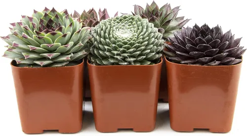 Miniatura 7 de Sempervivum - Plantas suculentas decorativas (5 unidades), plantas vivas de interior, plantas de interior vivas, regalos de jardinería para amantes